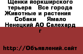 Щенки йоркширского терьера - Все города Животные и растения » Собаки   . Ямало-Ненецкий АО,Салехард г.